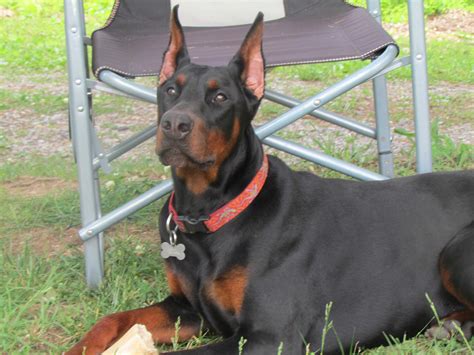 dobermann altobello|kimbertal doberman pinscher puppies.